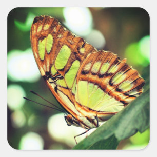 Butterfly Watching Nature Square Sticker