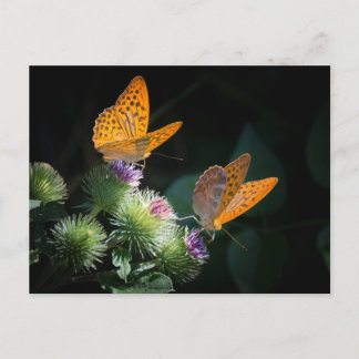 BUTTERFLY WILD LIFE INSECT POSTCROSSING POSTCARD
