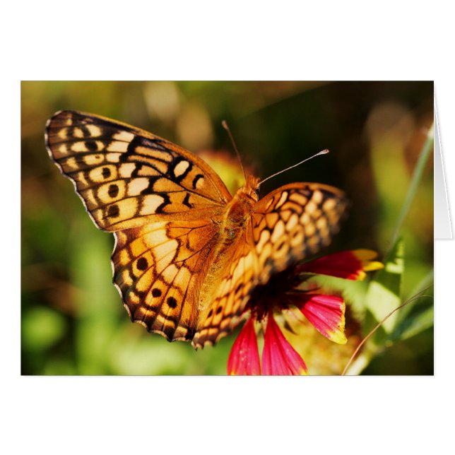 Butterfly & Wildflower (Front Horizontal)