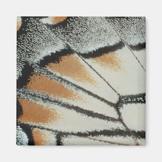 Butterfly Wing Magnet (Front)