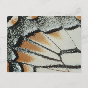 Butterfly Wing Postcard