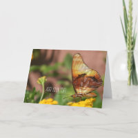 Butterfly Wings - Butterflys & Dolphins