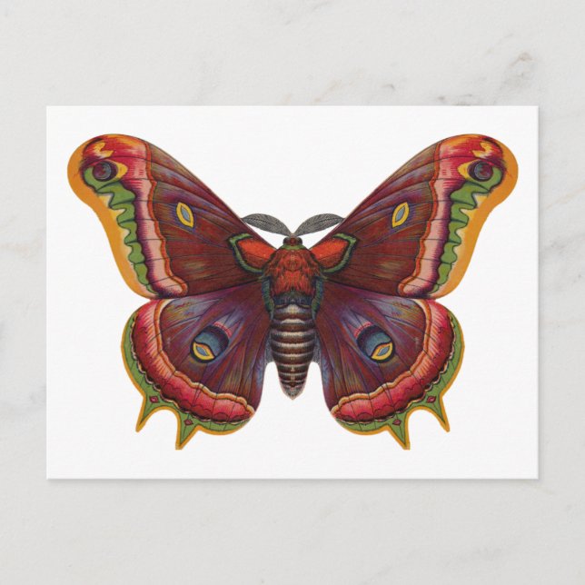 Butterfly Wings Insect Vintage Postcard (Front)