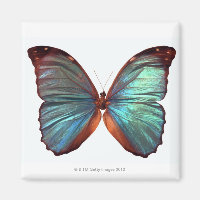 Butterfly with wings spread 2