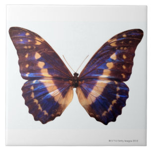Butterfly with wings spread 3 tile
