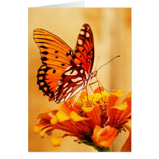 Butterfly & Zinnia (Front)