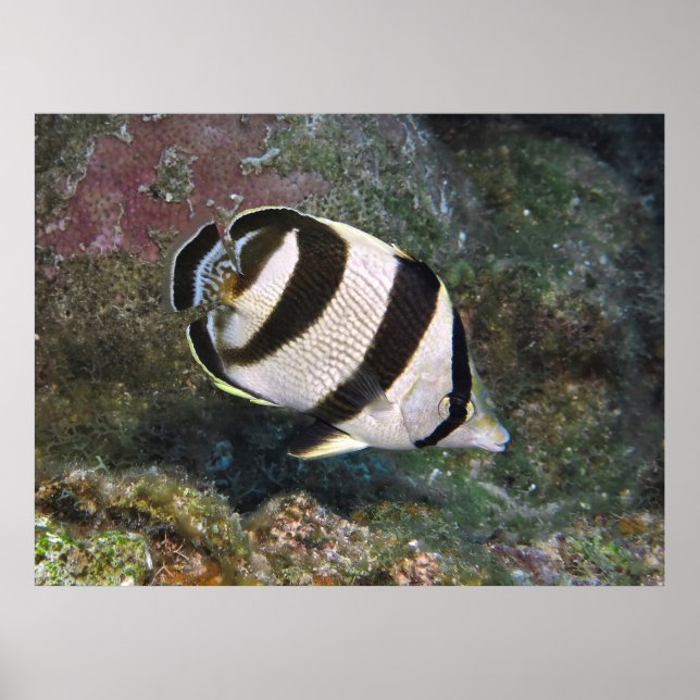 Butterflyfish Roatan Poster (Front)