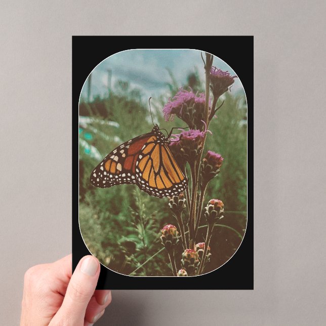 butterflys orange  acrylic invitations (Insitu (Handheld))