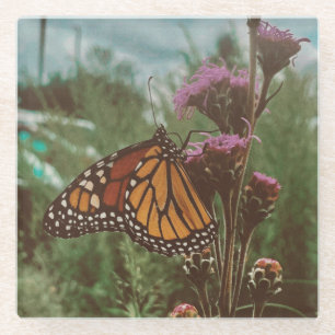 butterflys orange glass coaster