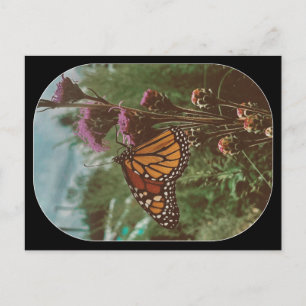 butterflys orange postcard