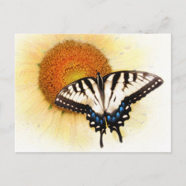Butterflys wings, postcard (Front)