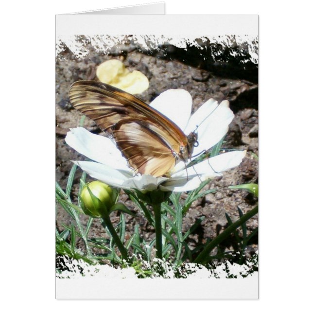 Butterly on flower (Front)