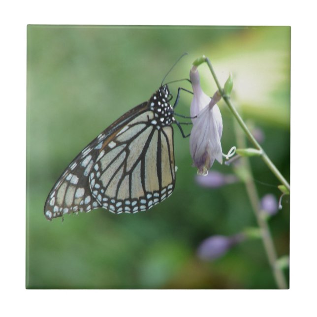 Butterly Tile (Front)