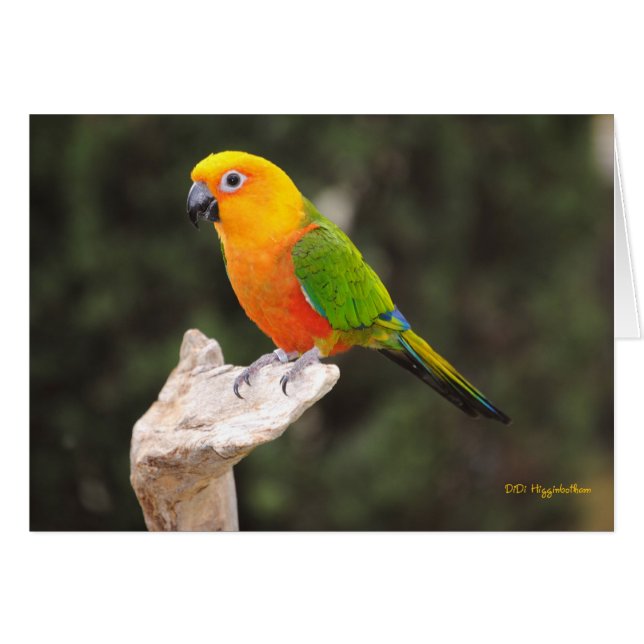 Butters I (Front Horizontal)