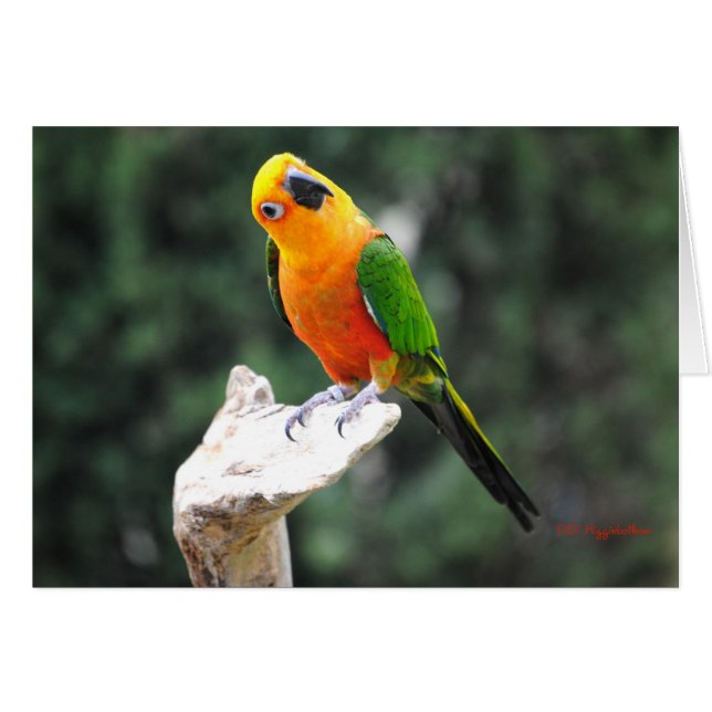 Butters II (Front Horizontal)