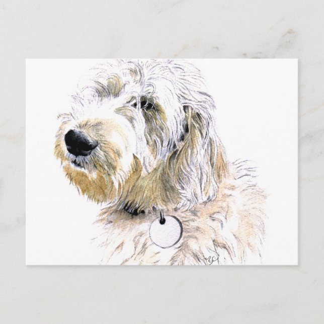 Butters the Labradoodle Postcard (Front)