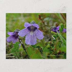 Butterwort or Bog Violet, Unalaska Island Postcard