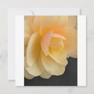 Buttery Begonia Note Card