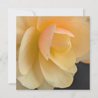 Buttery Begonia Note Card