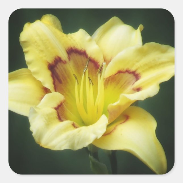 Buttery Yellow - Daylily Square Sticker (Front)