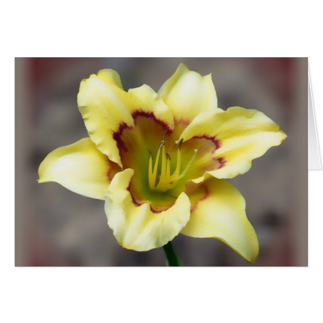 Buttery Yellow on Grey - Daylily (Front Horizontal)