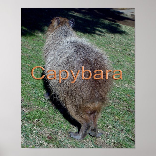 Buttocks of the Capybara-2 Poster (Front)