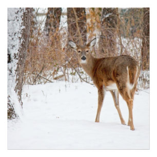 Button Buck Deer in Winter White Snowy Field Photo Print