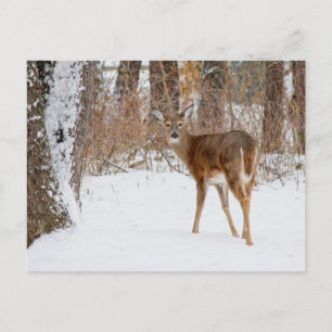 Button Buck Deer in Winter White Snowy Field Postcard