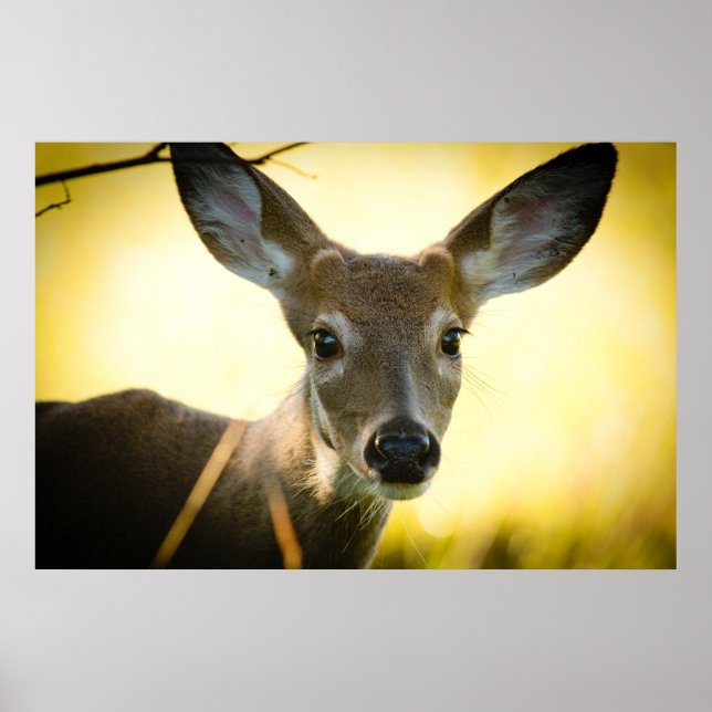 Button Buck Poster (Front)