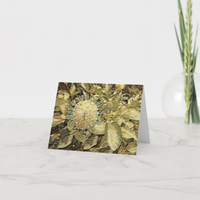 Button Bush - Blank Greeting Card (Front)