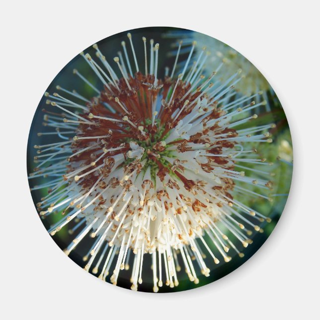 Button Bush Magnet (Front)