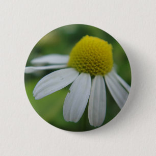 Button chamomile bloom