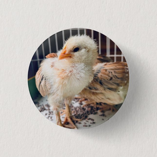Button Cute Baby Chick  (Front)