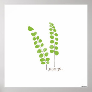 Button Fern Illustration    Fern Botanical Print