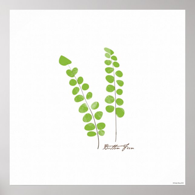 Button Fern Illustration |  Fern Botanical Print (Front)