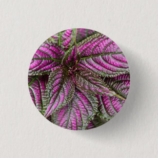 Button - Persian Shield