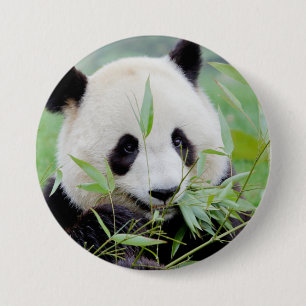 Button Photo giant panda , animals 0026.