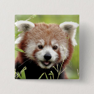 Button Photo red panda , animals 0045.