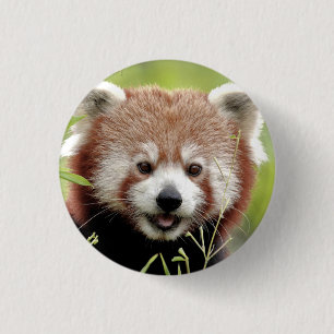 Button Photo red panda , animals 0049.