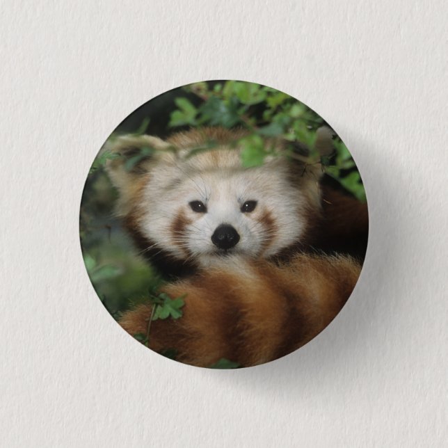 Button - red panda (Front)