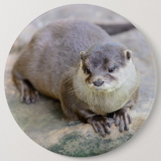 Button with small-clawed otter (Front)