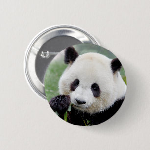 Buttons giant panda. Gang geant.