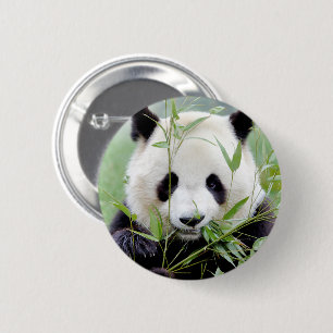Buttons giant panda. Panda geant.