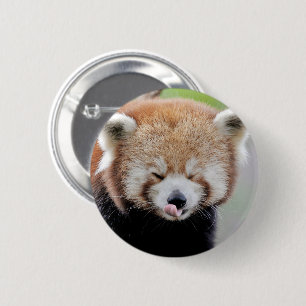 Buttons red panda. Panda roux.