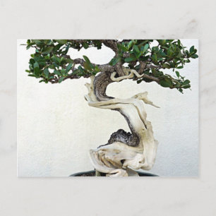 Buttonwood Bonsai Tree Postcard