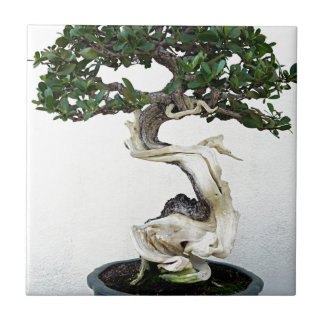 Buttonwood Bonsai Tree Tile