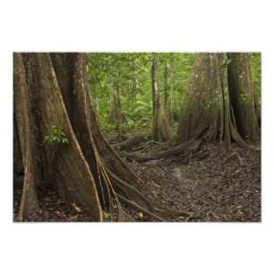 Buttress Roots. Rainforest, Mapari Rupununi, 2 Photo Print