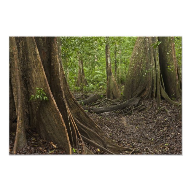 Buttress Roots. Rainforest, Mapari Rupununi, 2 Photo Print (Front)