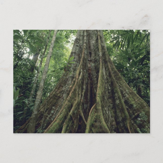 Buttressed tree in rainforest, Corcovado Postcard (Front)