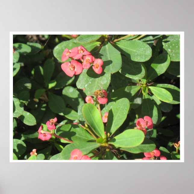 Buzz Off! Poster (Front)